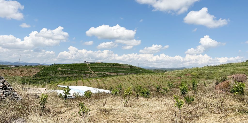 永仁县柑橘基地